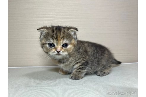 成約済の茨城県のスコティッシュフォールド-102834の5枚目